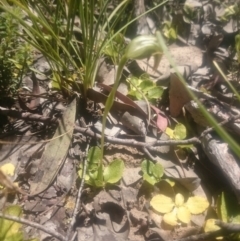 Pterostylis nutans (Nodding Greenhood) at Point 4242 - 31 Oct 2016 by gregbaines