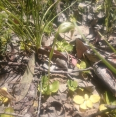 Pterostylis nutans at Point 4242 - 31 Oct 2016