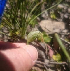 Pterostylis nutans at Point 4242 - 31 Oct 2016