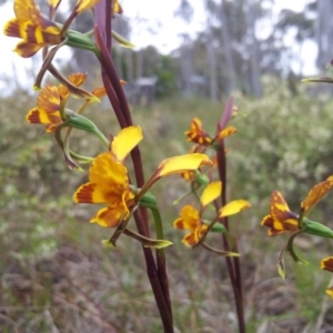 Diuris semilunulata at Kambah, ACT - suppressed