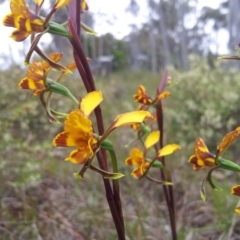 Diuris semilunulata (Late Leopard Orchid) at Little Taylor Grasslands - 16 Oct 2016 by RosemaryRoth