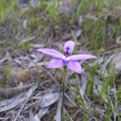 Glossodia major (Wax Lip Orchid) at Kambah, ACT - 14 Oct 2016 by RosemaryRoth