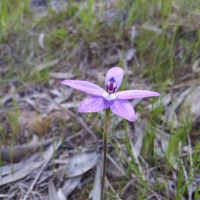 Glossodia major (Wax Lip Orchid) at Little Taylor Grasslands - 14 Oct 2016 by RosemaryRoth