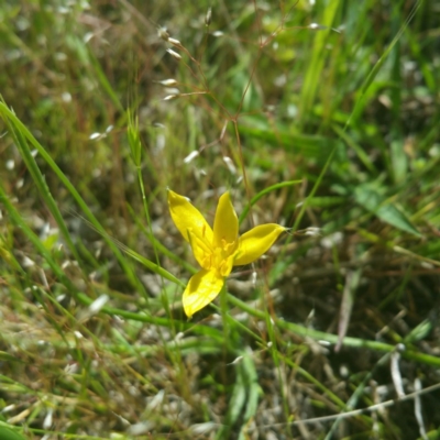 Hypoxis hygrometrica (Golden Weather-grass) at Block 402 - 30 Oct 2016 by RichardMilner