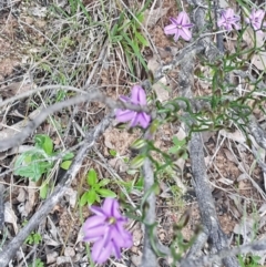 Thysanotus patersonii (Twining Fringe Lily) at Point 11 - 29 Oct 2016 by galah681