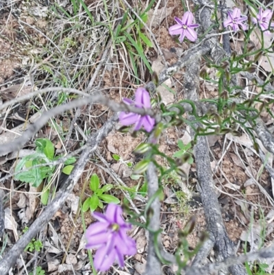Thysanotus patersonii (Twining Fringe Lily) at Point 11 - 29 Oct 2016 by galah681