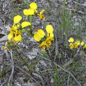 Diuris nigromontana at Canberra Central, ACT - suppressed