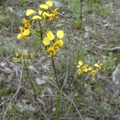 Diuris nigromontana at Canberra Central, ACT - 29 Oct 2016