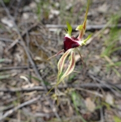 Caladenia atrovespa (Green-comb Spider Orchid) at Point 14 - 29 Oct 2016 by galah681