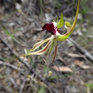 Caladenia atrovespa at Point 14 - 29 Oct 2016