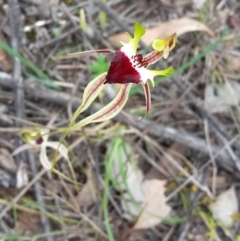 Caladenia atrovespa at Point 14 - 29 Oct 2016