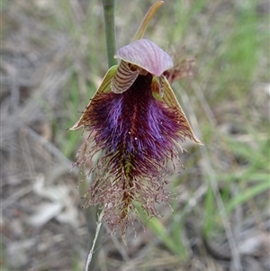 Calochilus platychilus at Point 14 - 29 Oct 2016