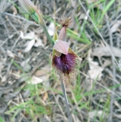 Calochilus platychilus at Point 14 - 29 Oct 2016