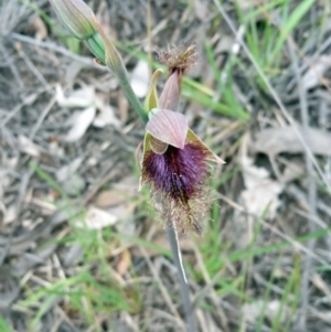 Calochilus platychilus at Point 14 - suppressed