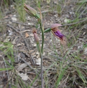 Calochilus platychilus at Point 14 - 29 Oct 2016