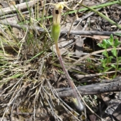 Caladenia atrovespa (Green-comb Spider Orchid) at Point 14 - 29 Oct 2016 by galah681