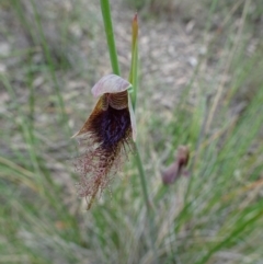 Calochilus platychilus (Purple Beard Orchid) at Point 14 - 29 Oct 2016 by galah681