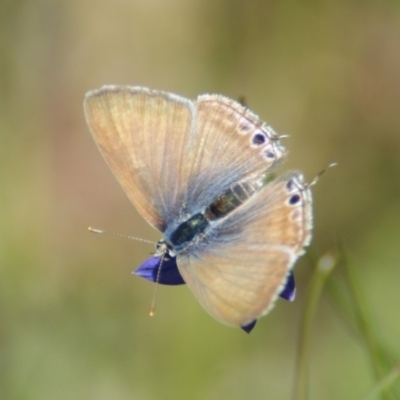 Lampides boeticus (Long-tailed Pea-blue) at Red Hill Nature Reserve - 31 Oct 2016 by roymcd