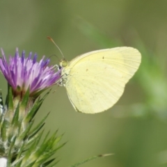 Eurema smilax (Small Grass-yellow) at Red Hill, ACT - 31 Oct 2016 by roymcd