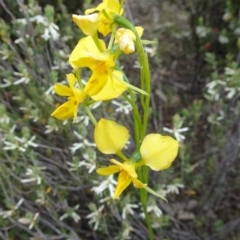 Diuris sp. (hybrid) (Hybrid Donkey Orchid) at Canberra Central, ACT - 29 Oct 2016 by galah681