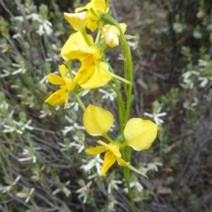 Diuris sp. (hybrid) at Canberra Central, ACT - 29 Oct 2016