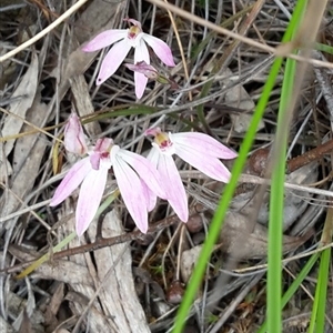 Caladenia fuscata at Undefined Area - suppressed