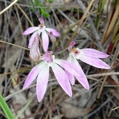 Caladenia fuscata at Point 20 - 29 Oct 2016