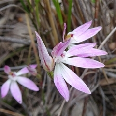 Caladenia fuscata at Undefined Area - suppressed