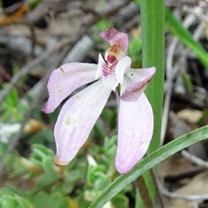 Caladenia fuscata at Point 20 - suppressed