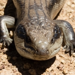 Tiliqua scincoides scincoides at Gungahlin, ACT - 31 Oct 2016