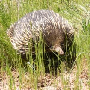 Tachyglossus aculeatus at Wallaroo, NSW - 31 Oct 2016 10:19 AM