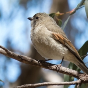 Pachycephala pectoralis at Wallaroo, NSW - 31 Oct 2016