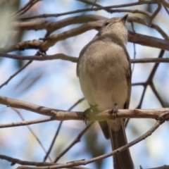 Pachycephala pectoralis at Wallaroo, NSW - 31 Oct 2016