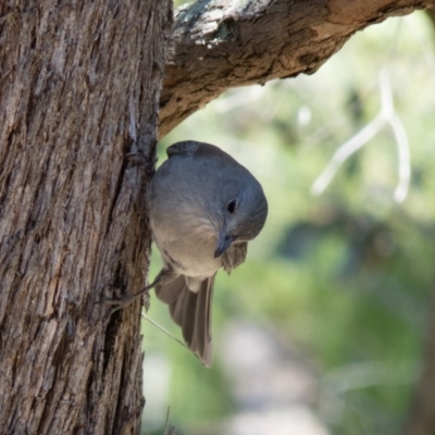 Colluricincla harmonica (Grey Shrikethrush) at Gungahlin, ACT - 31 Oct 2016 by CedricBear