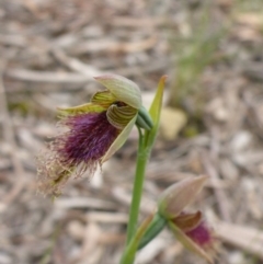 Calochilus platychilus (Purple Beard Orchid) at O'Connor, ACT - 28 Oct 2016 by JanetRussell