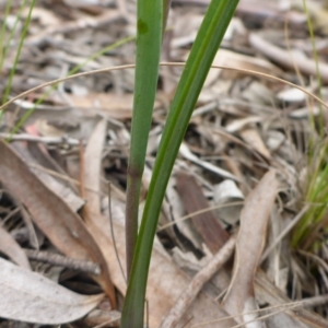 Calochilus platychilus at O'Connor, ACT - suppressed