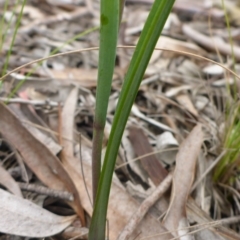 Calochilus platychilus at O'Connor, ACT - 29 Oct 2016