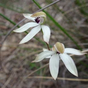 Caladenia cucullata at Undefined Area - suppressed