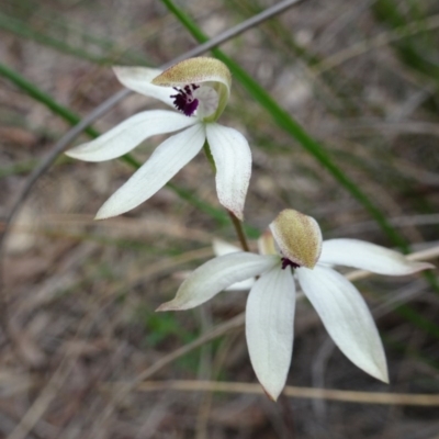 Caladenia cucullata (Lemon Caps) at Canberra Central, ACT - 29 Oct 2016 by galah681