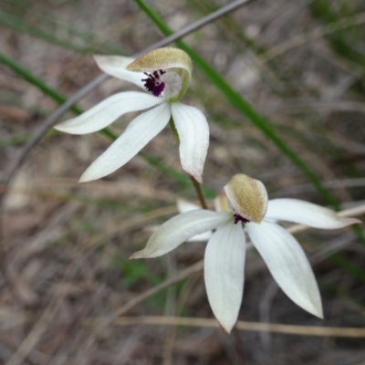 Caladenia cucullata (Lemon Caps) at Point 20 - 29 Oct 2016 by galah681