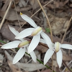 Caladenia cucullata at Undefined Area - suppressed