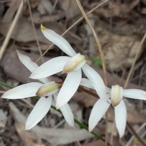 Caladenia cucullata at Point 20 - 29 Oct 2016