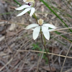 Caladenia cucullata at Point 20 - 29 Oct 2016