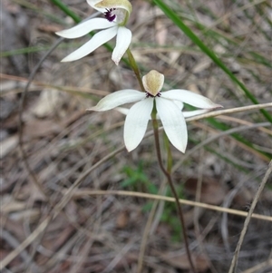 Caladenia cucullata at Undefined Area - suppressed