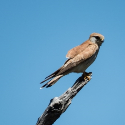 Falco cenchroides (Nankeen Kestrel) at Gungahlin, ACT - 31 Oct 2016 by CedricBear