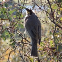 Philemon corniculatus (Noisy Friarbird) at Gungahlin, ACT - 31 Oct 2016 by CedricBear