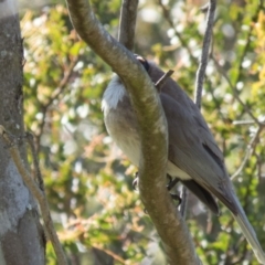 Philemon corniculatus at Gungahlin, ACT - 31 Oct 2016 08:49 AM