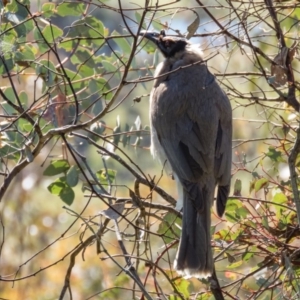 Philemon corniculatus at Gungahlin, ACT - 31 Oct 2016 08:49 AM