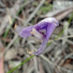 Glossodia major (Wax Lip Orchid) at Point 20 - 29 Oct 2016 by galah681