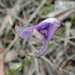 Glossodia major at Point 20 - 29 Oct 2016